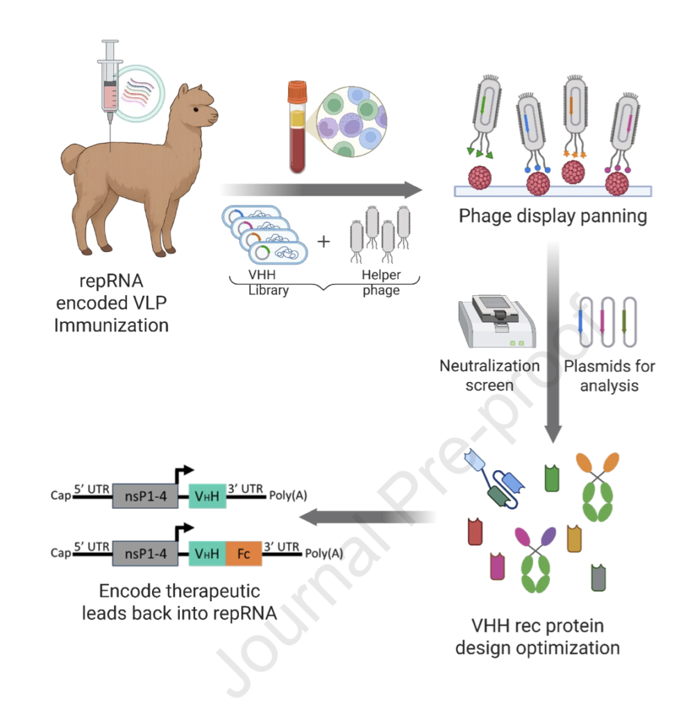 An RNA-to-RNA Pipeline for Rapid Antiviral Antibody Development